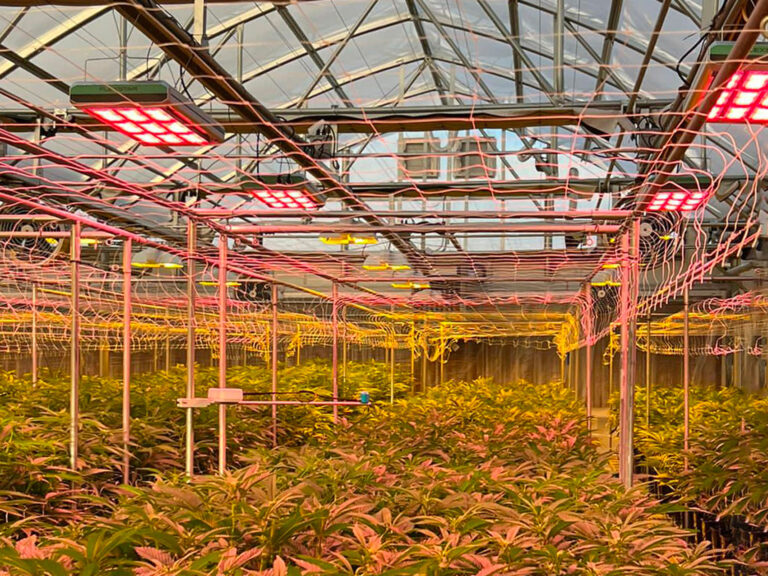 crop steering, greenhouse grow lights