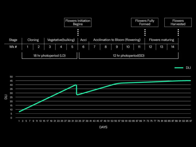 DLI for cannabis cultivation