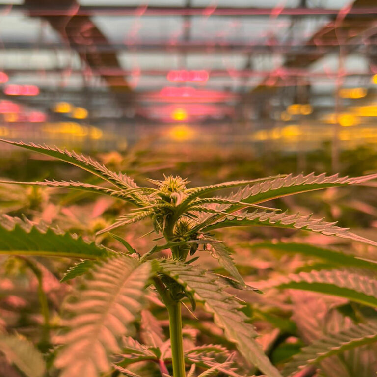 greenhouse led grow lights