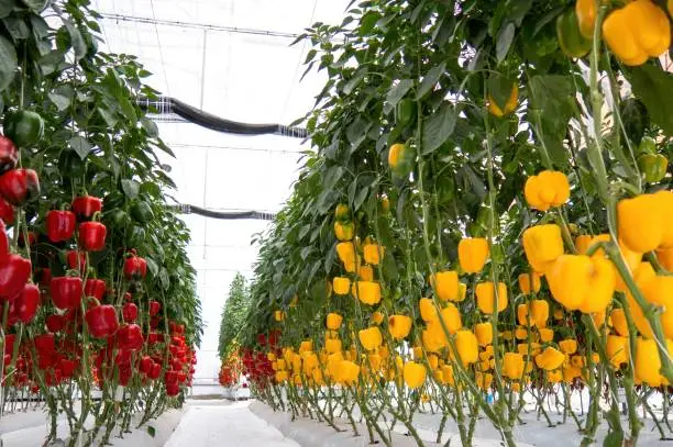 greenhouse tomato