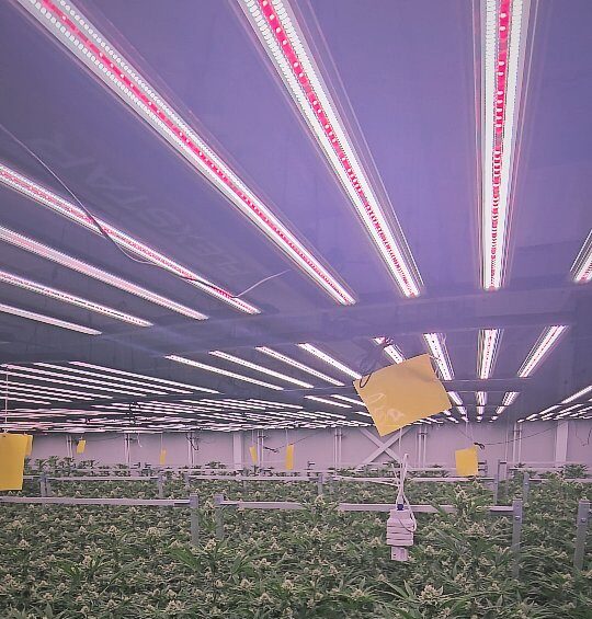 Spectrum tunable led grow lights