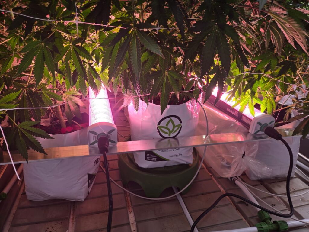 under canopy LED grow lights
