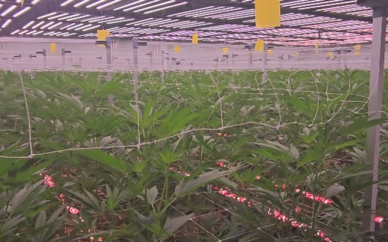 SaveClip.App_570627819_17948829033045854_2752633743545965390_n